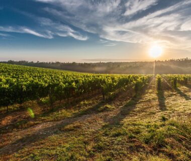 Vinyard with the sun rising